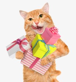 收礼物开心收礼物的猫咪高清图片