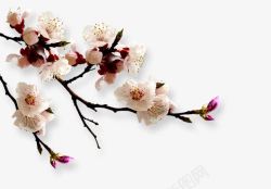杏花漂亮花白色花杏花高清图片