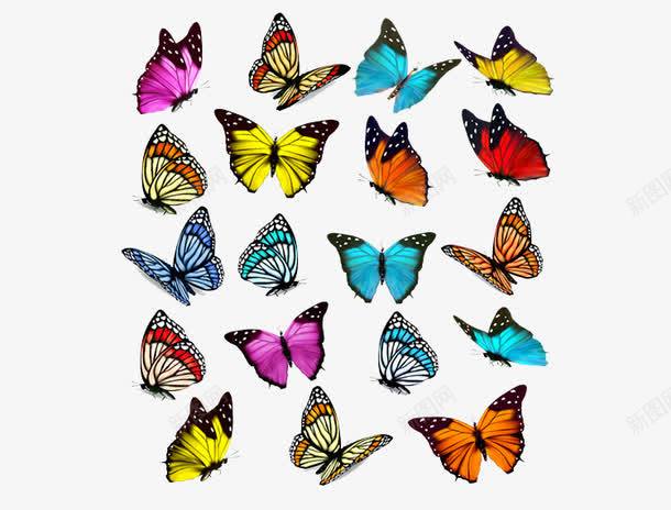 各种花的蝴蝶png免抠素材_新图网 https://ixintu.com 彩色 紫色的蝴蝶 蓝色的蝴蝶 蝴蝶