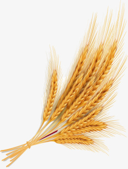 金黄麦穗抠图素材