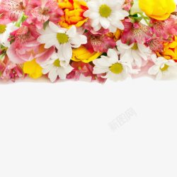 百合花框美丽花朵装饰高清图片