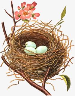 鸟巢中的鸟蛋矢量鸟窝彩绘鸟巢鸟蛋装饰高清图片