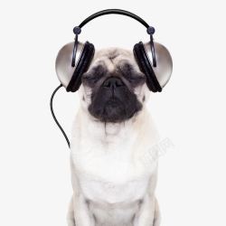 带耳机可爱的小狗高清图片