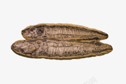 骸骨PNG矢量图棕色遗体鱼类生物化石高清图片