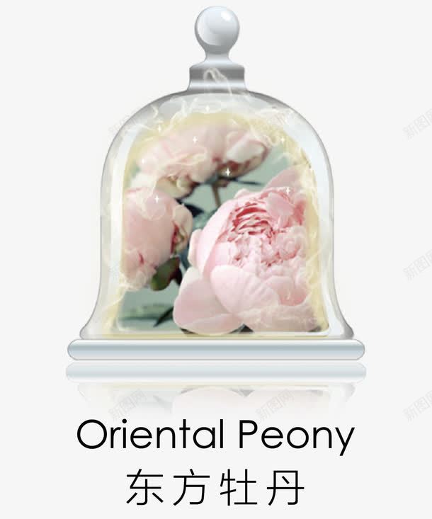 东方牡丹香氛png免抠素材_新图网 https://ixintu.com Oriental Peony 东方牡丹 植物 浪漫 牡丹 粉色 绽放 美丽 自然 芬芳 花卉 花朵实物 花瓣 装饰 香氛 香调