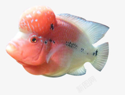 粉白鱼粉白色珍珠罗汉鱼高清图片