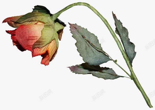 枯萎的玫瑰花png免抠素材_新图网 https://ixintu.com 植物 玫瑰 花卉 装饰