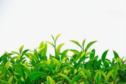 植物绿芽绿茶高清图片