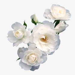 白色花簇白色梨花高清图片