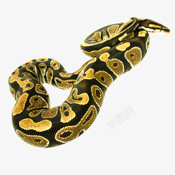五步彩色质感装饰毒蛇高清图片
