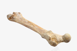 远古时期的动物短面熊骨头化实物高清图片