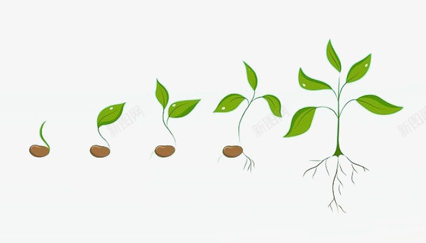 小豆芽的生长发育png免抠素材_新图网 https://ixintu.com 免抠 小植物 成长 新鲜 植物 生长过程 绿色