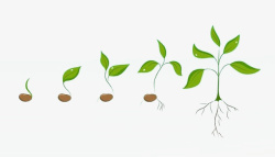 生长的豆芽小豆芽的生长发育高清图片