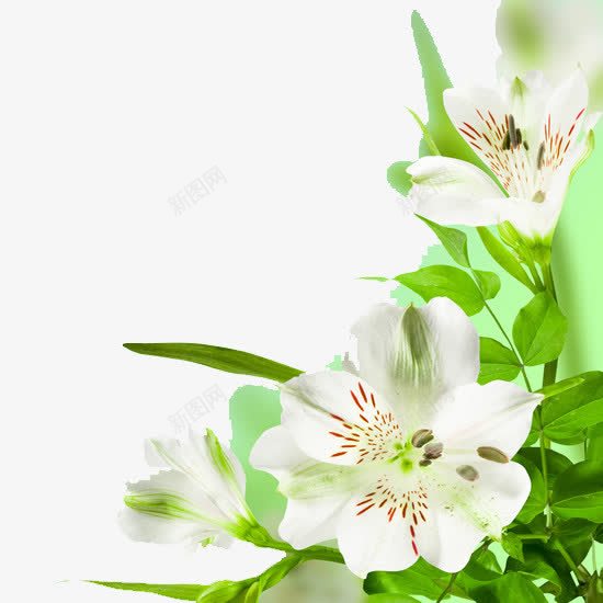 花朵边框png免抠素材_新图网 https://ixintu.com 植物 花叶 花朵 边框