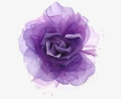 玫瑰紫色紫色的玫瑰花高清图片