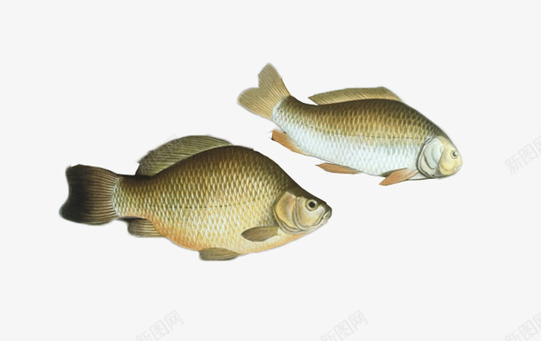 两条鱼的psd免抠素材_新图网 https://ixintu.com 新鲜鱼 水里动物 纹理 鱼类