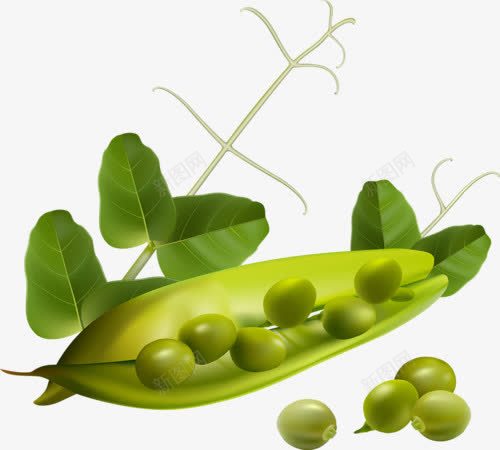 卡通豌豆png免抠素材_新图网 https://ixintu.com 四季豆 豌豆 食物