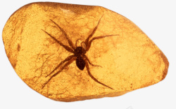黄色石头戒指一个蜘蛛琥珀高清图片
