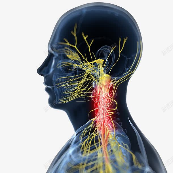 脊神经反射png免抠素材_新图网 https://ixintu.com 人体经脉 人体结构 动物血管 叶脉 心血管系统 生物医学插图 脉管束