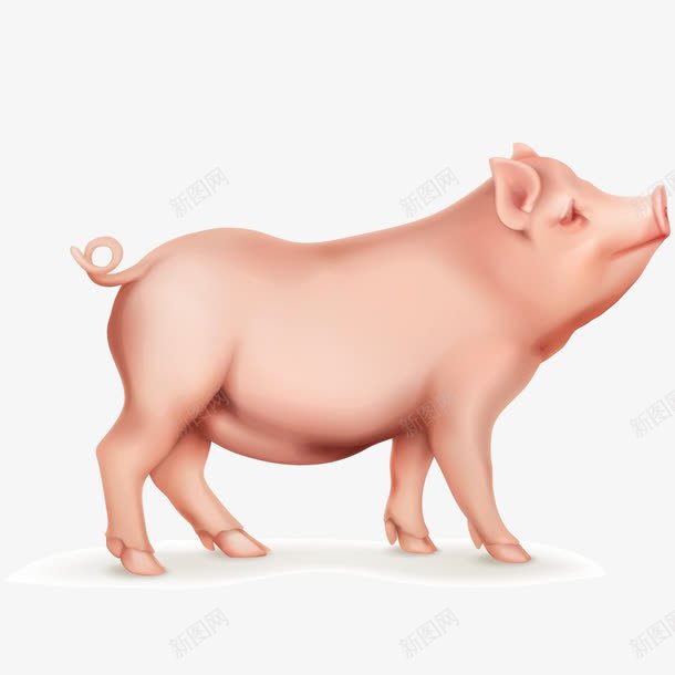 家畜小猪动物png免抠素材_新图网 https://ixintu.com 养殖场 养猪场 农场 动物设计 卡通 可爱 猪