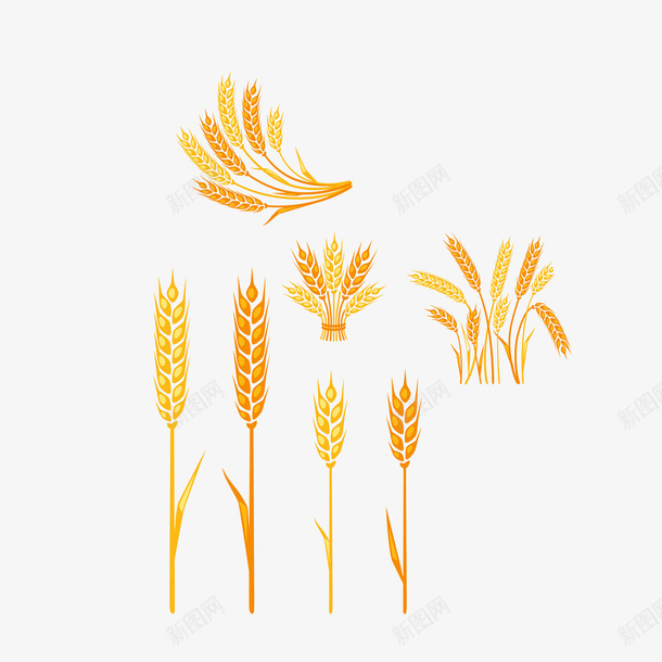 手绘小麦psd免抠素材_新图网 https://ixintu.com 形态各异 手绘五谷杂粮 手绘小麦 饱满颗粒 麦穗