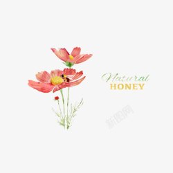 格桑花素材