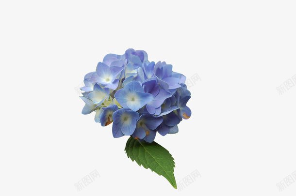 蓝色的绣球花png免抠素材_新图网 https://ixintu.com 植物 绣球花 花 花朵 蓝色花朵