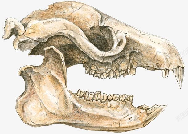 恐龙头骨png免抠素材_新图网 https://ixintu.com 化石 手绘 牙齿 考古