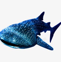 海洋哺乳动物海洋鲸鲨高清图片