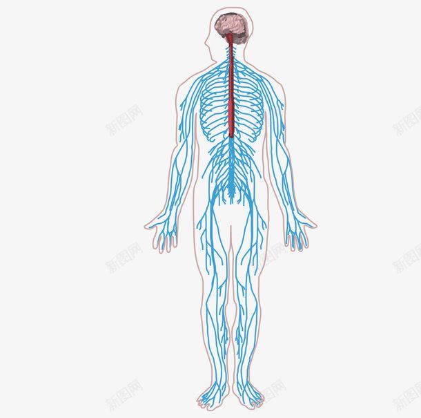 简单人体神经系统图png免抠素材_新图网 https://ixintu.com 中枢神经系统 人体组织 神经 神经元 神经系统 神经结构
