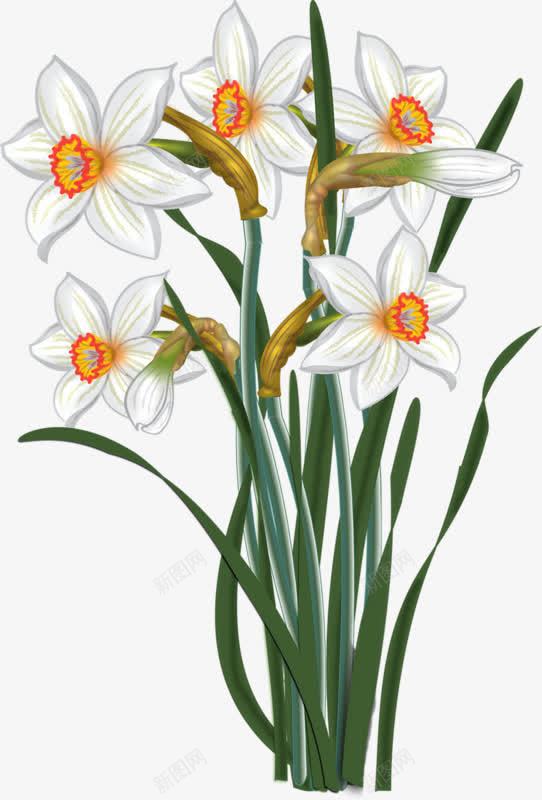 漂亮水仙花png免抠素材_新图网 https://ixintu.com 植物 水仙花 漂亮 白色