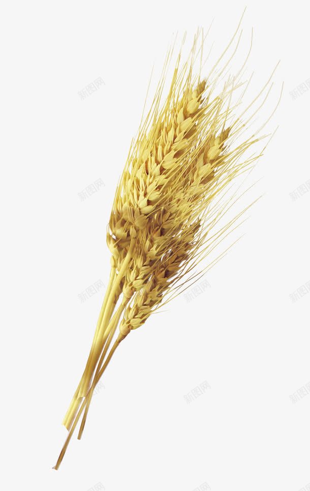 黄色小麦png免抠素材_新图网 https://ixintu.com 原材料 小麦 成熟 植物 粮食 金黄 面粉