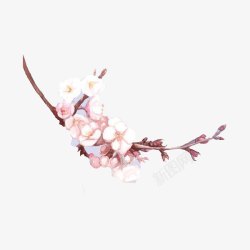绽放的樱花樱花水墨画高清图片