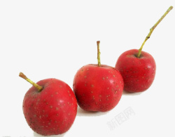 三个红色野生山楂果儿素材