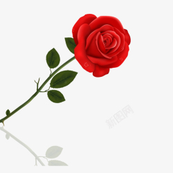 一支红色木棉花一支红色玫瑰花高清图片