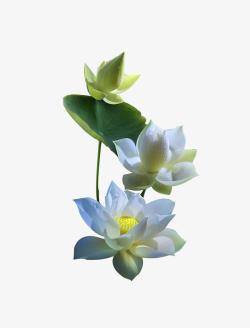 白莲素材