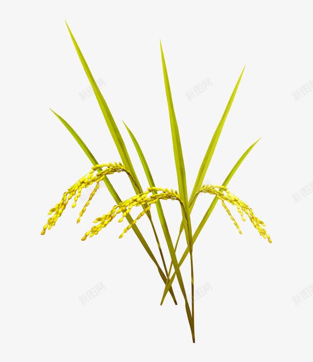 成熟的水稻png免抠素材_新图网 https://ixintu.com 大米 弯下腰的稻子 水稻 稻子 绿色稻子 草绿色