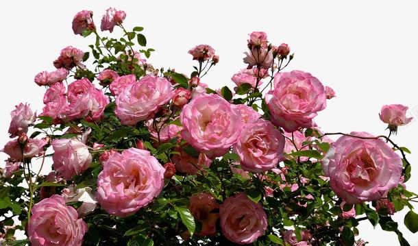 花园里的玫瑰花丛png免抠素材_新图网 https://ixintu.com 植物 玫瑰 粉色 自然 花 花丛 花园 花朵