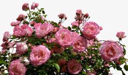 粉色荷花丛矢量花园里的玫瑰花丛高清图片