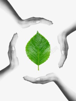 呵护手掌手掌呵护的树叶绿色环保理念高清图片