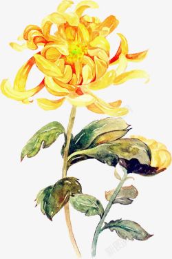 创意手绘合成黄色的菊花素材