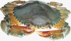 螃蟹抠图海鲜海产品活螃蟹高清图片