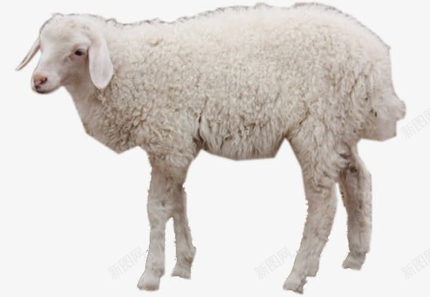 盐池滩羊png免抠素材_新图网 https://ixintu.com 单只 名羊 宁夏 白色 盐池滩 盐池滩羊 肉羊 肉质肥美 长毛羊