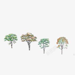 香樟树绿色的树叶树顶手绘茂盛的树叶高清图片