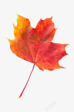 五角枫红色槭树科火焰般静止的树叶实物高清图片