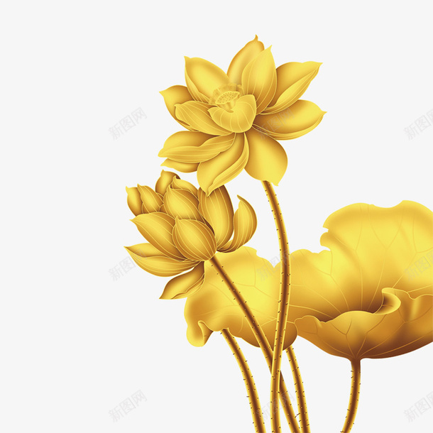 金色富贵荷花植物元素png免抠素材_新图网 https://ixintu.com 光泽 如懿传 植物 生长 纹理 自然 荷花 质感 金色