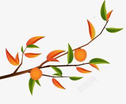 果实树手绘插图秋天树枝叶与橘子高清图片