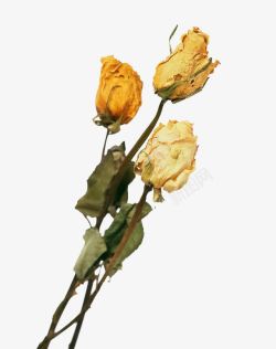 干枯垂柳黄色玫瑰干花束高清图片