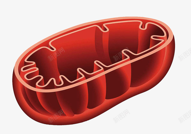 人体细胞线粒体横截面png免抠素材_新图网 https://ixintu.com 横截面 立体 线粒体 线粒体结构 线粒体结构图 细胞 结构图 解剖图 高尔基体