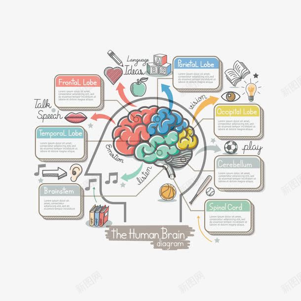 人脑分析图png免抠素材_新图网 https://ixintu.com ppt素材 人 信息图 大脑